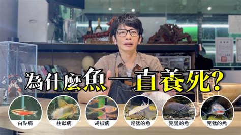 魚缸魚死掉|揭密！為什麼養魚一直死的真相